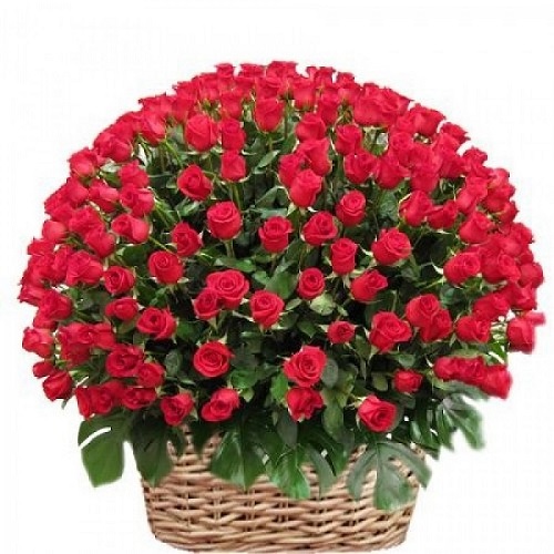 100 dutch roses  grand basket 