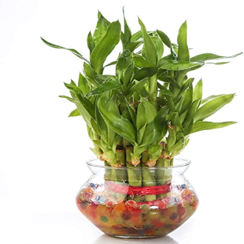 Lucky Bamboo