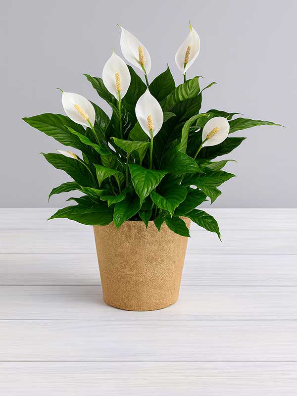 Peace Lily Plant (Spathiphyllum)