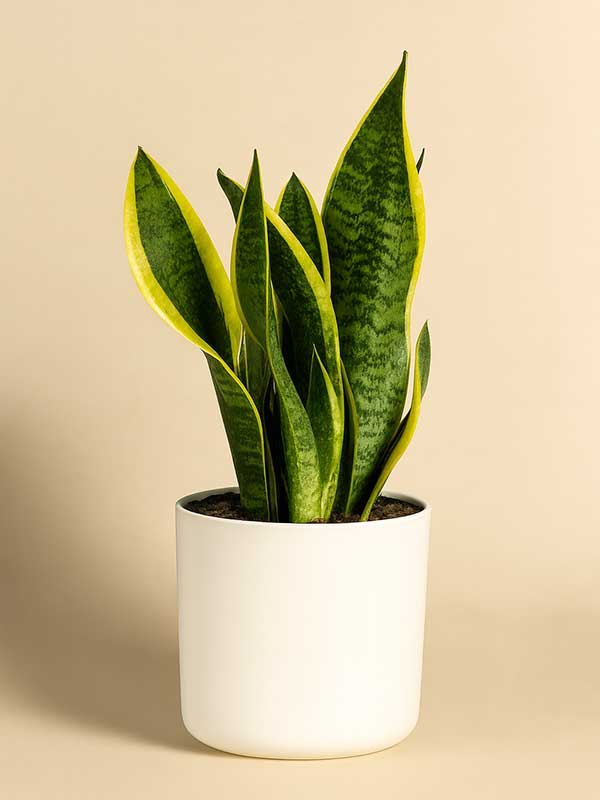 Snake Plant (Sansevieria)