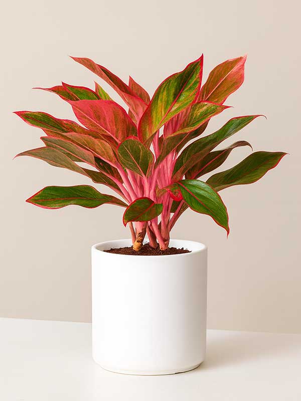 Aglaonema Lipstick (Aglaonema commutatum)