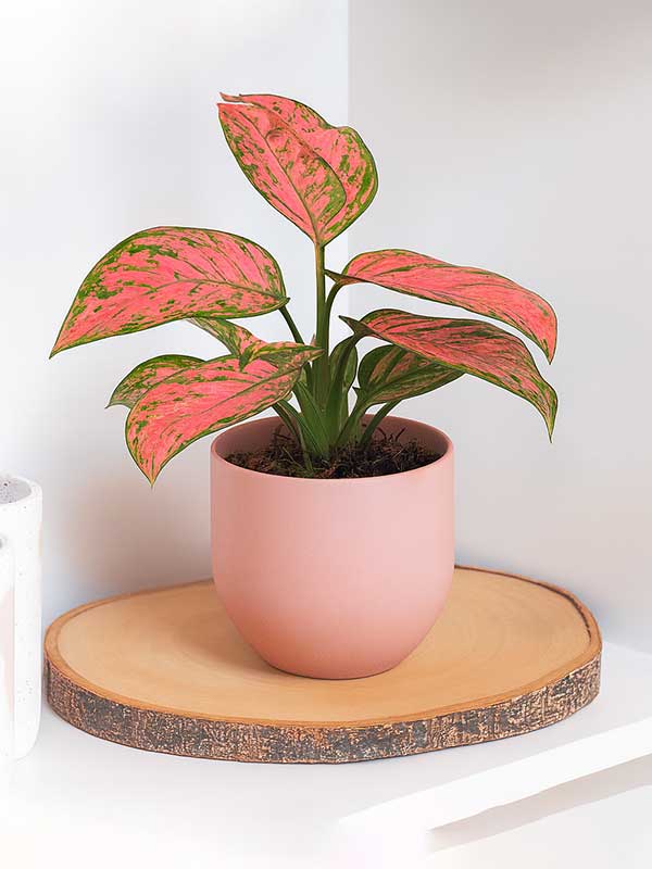 Aglaonema Pink (Aglaonema commutatum)