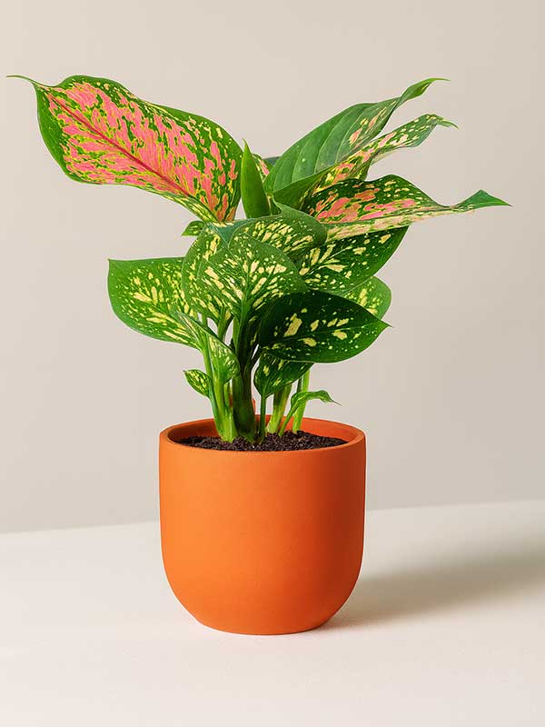 Aglaonema Pink (Aglaonema commutatum)