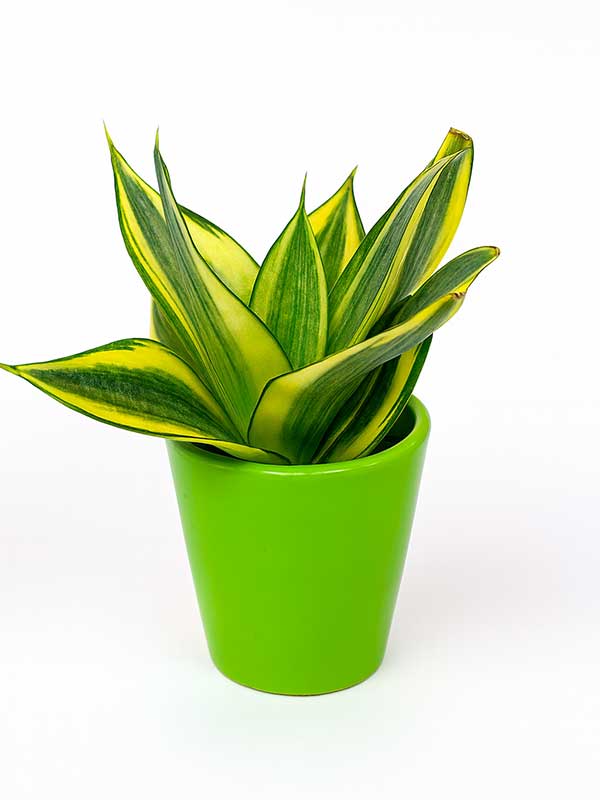 Milt Sansevieria (Sansevieria trifasciata)
