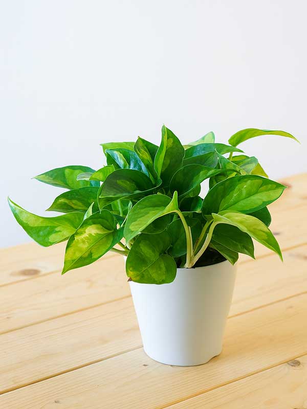 Money Plant Green (Epipremnum aureum)