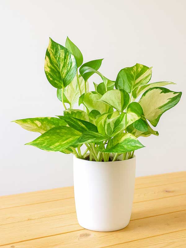 Money Plant Marble Prince (Epipremnum aureum 'Marble Prince')