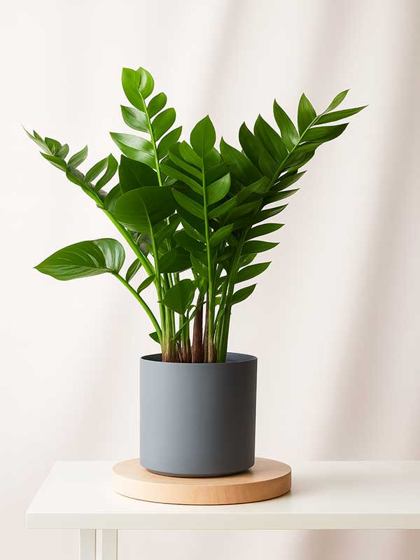 ZZ Plant (Zamioculcas zamiifolia)
