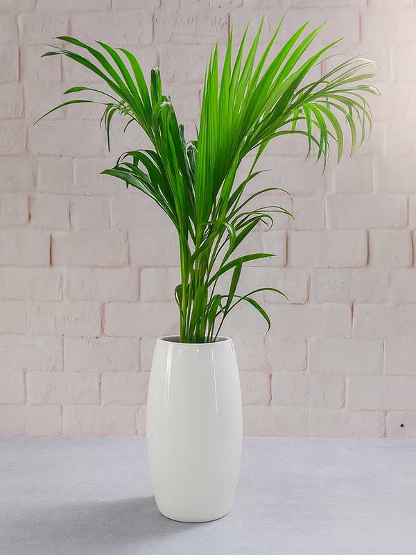 Areca Palm