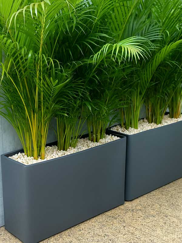 Areca Palm Plant