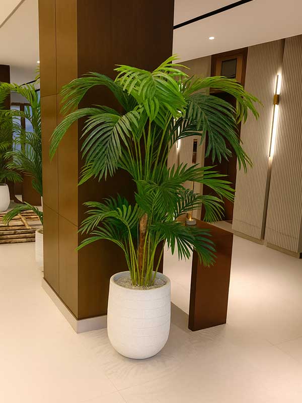 Areca Palm Plant