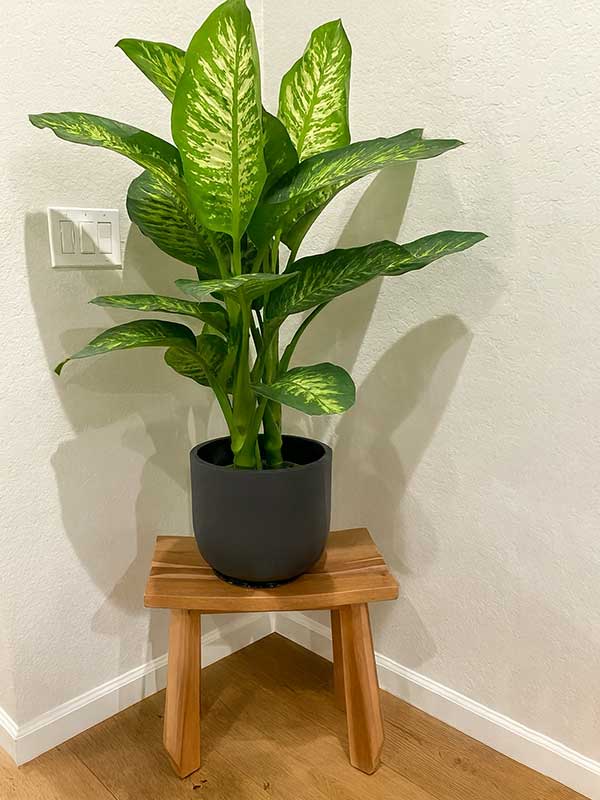 Dieffenbachia (Dumb Cane)