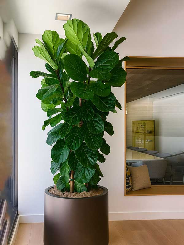 Ficus Lyrata Plant (Fiddle Leaf Fig)