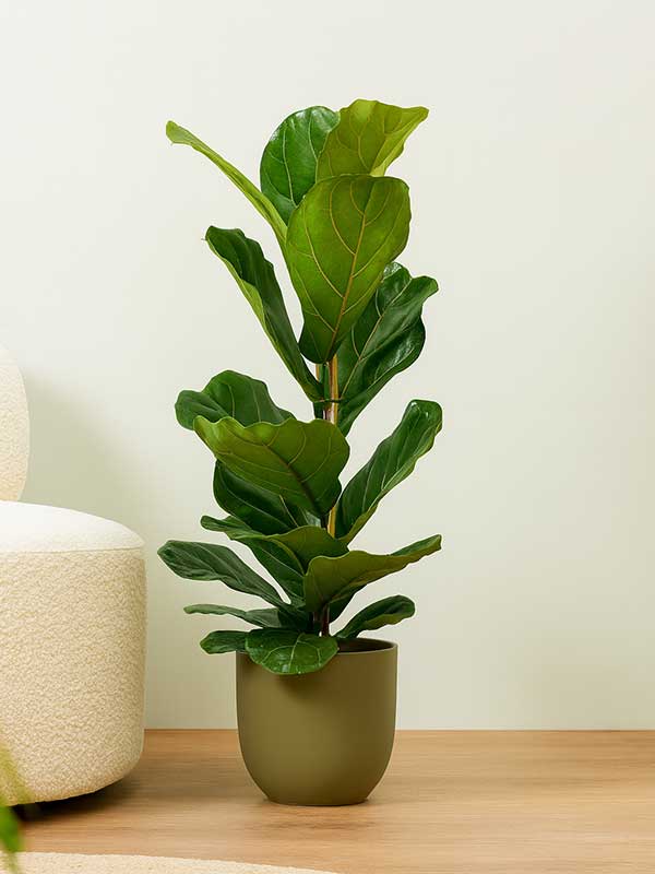 Ficus Lyrata Plant (Fiddle Leaf Fig)
