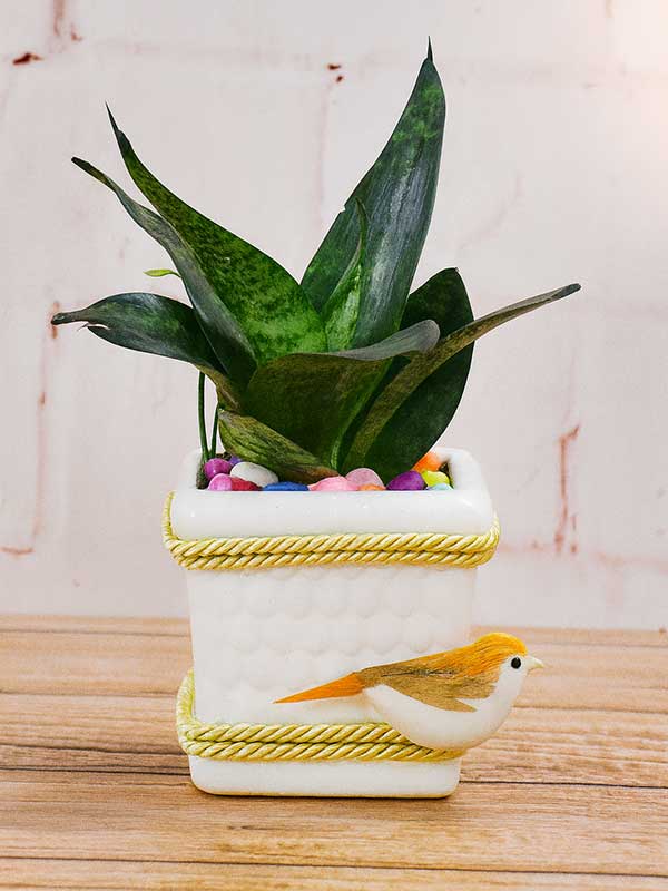 Green Sansevieria Plant