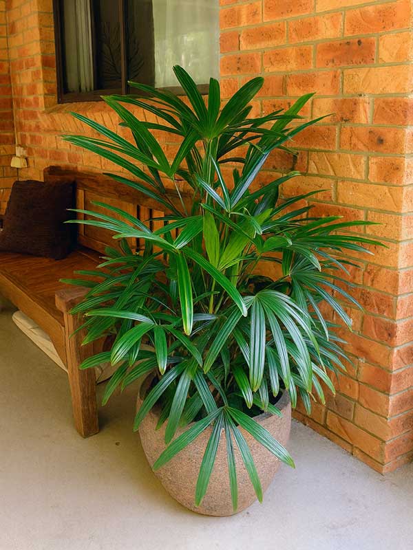 Lady Palm Plant
