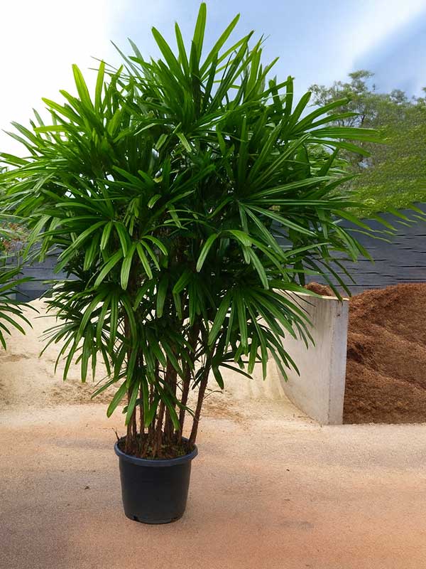 Lady Palm Plant
