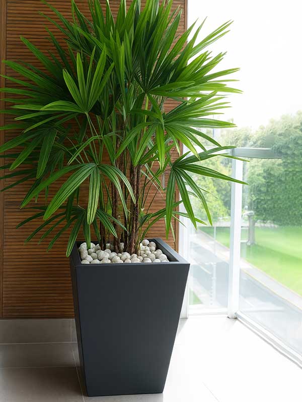 Lady Palm Plant