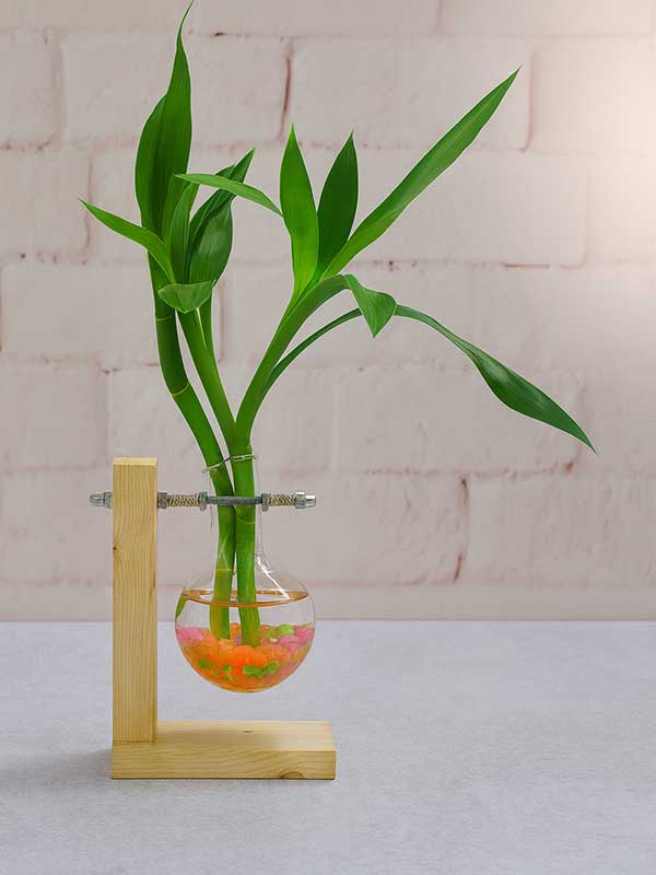 Lucky Bamboo Stick Plant