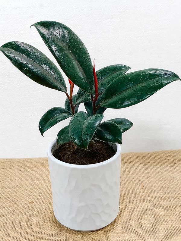 Rubber Plant