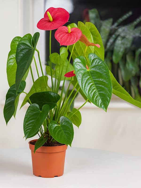 Anthurium Plant