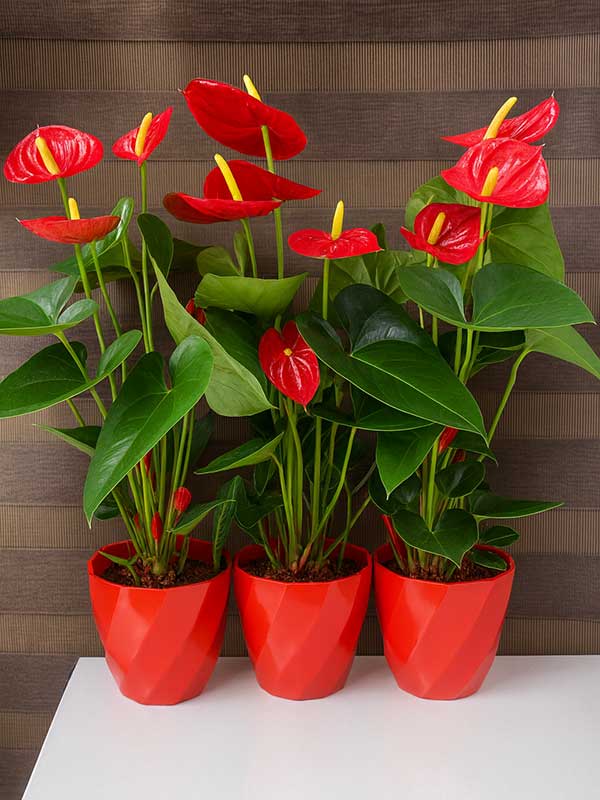 Anthurium Plant