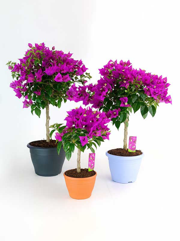 Bougainvillea Plant