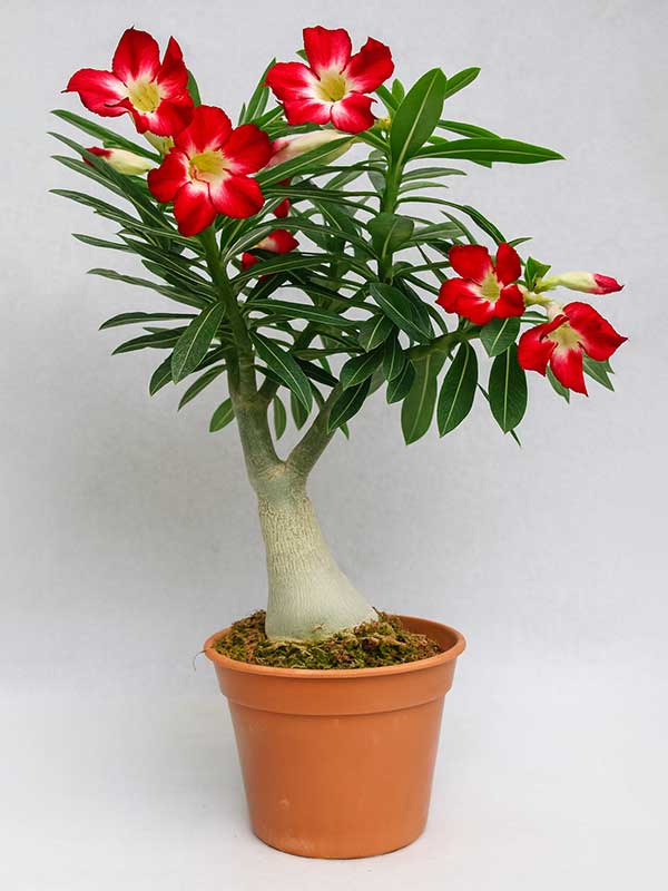 Desert Rose (Adenium)