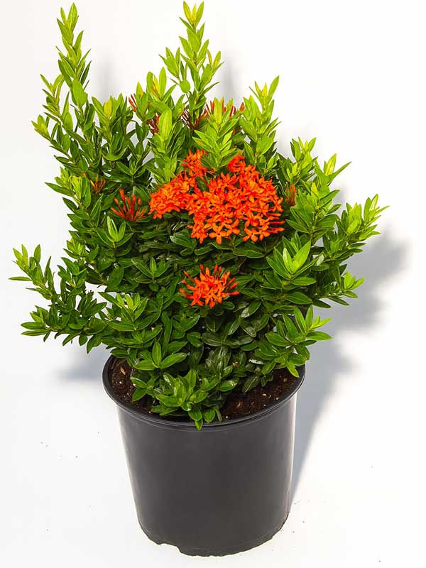 Ixora Plant