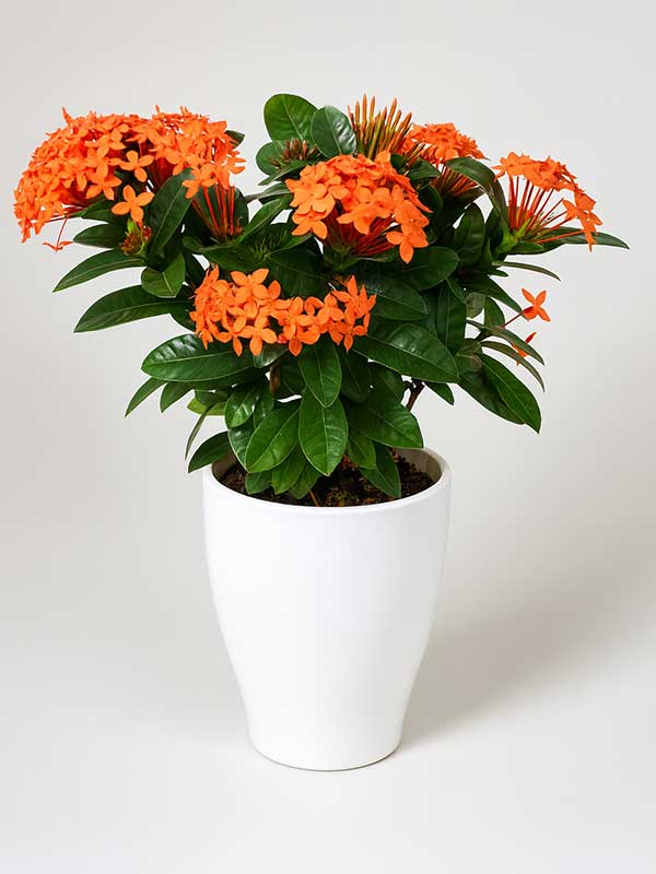 Ixora Plant
