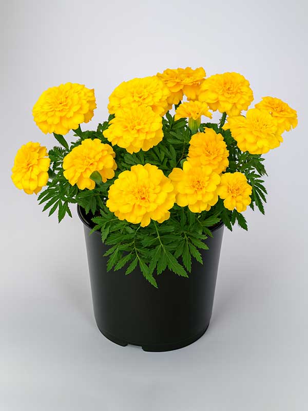 Marigold Plant