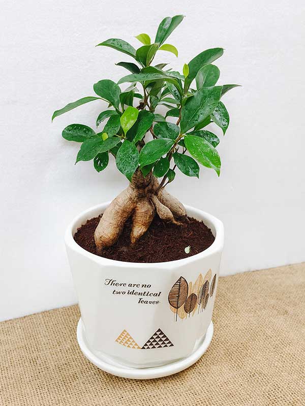 Ficus Microcarpa (Bonsai)