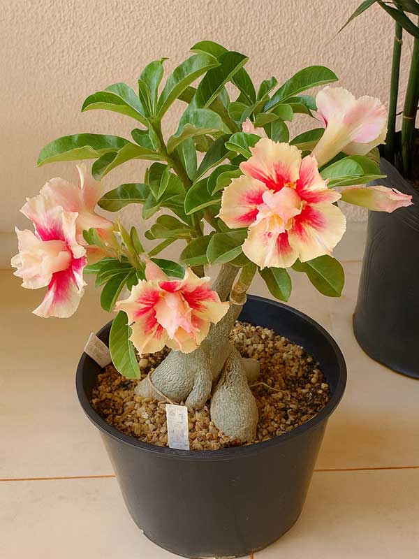 Adenium (Desert Rose)