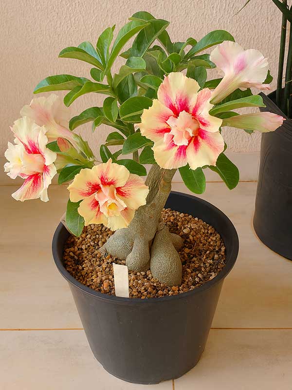 Adenium