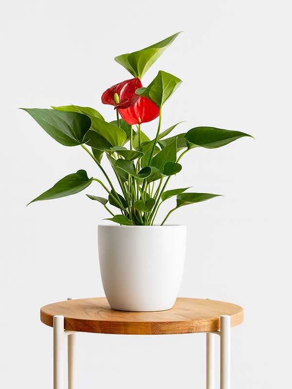 Anthurium Plant