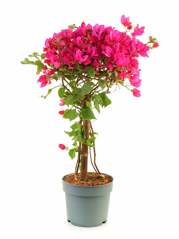 Bougainvillea Plant