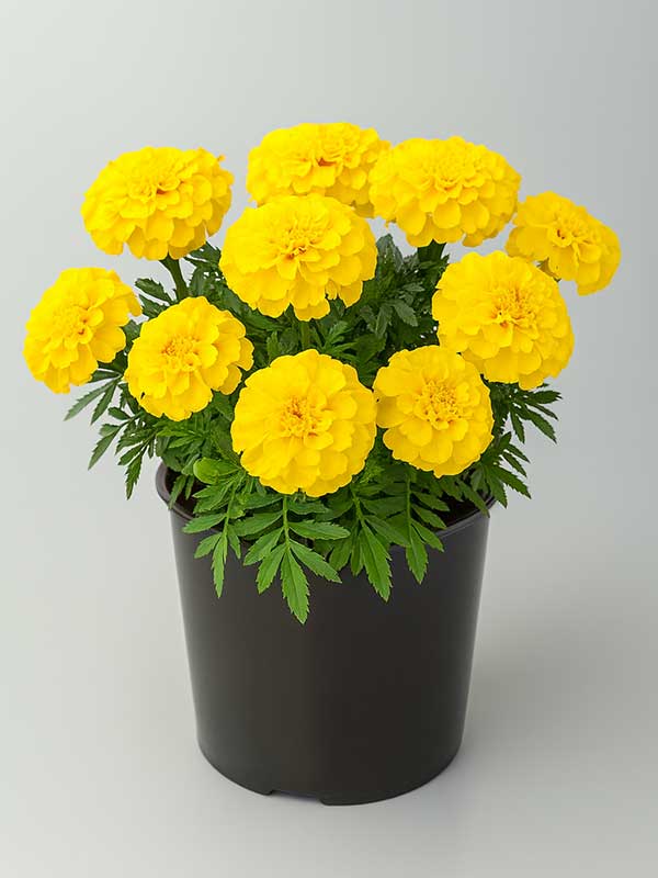 Marigold Plant