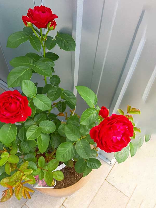 Rose Plant