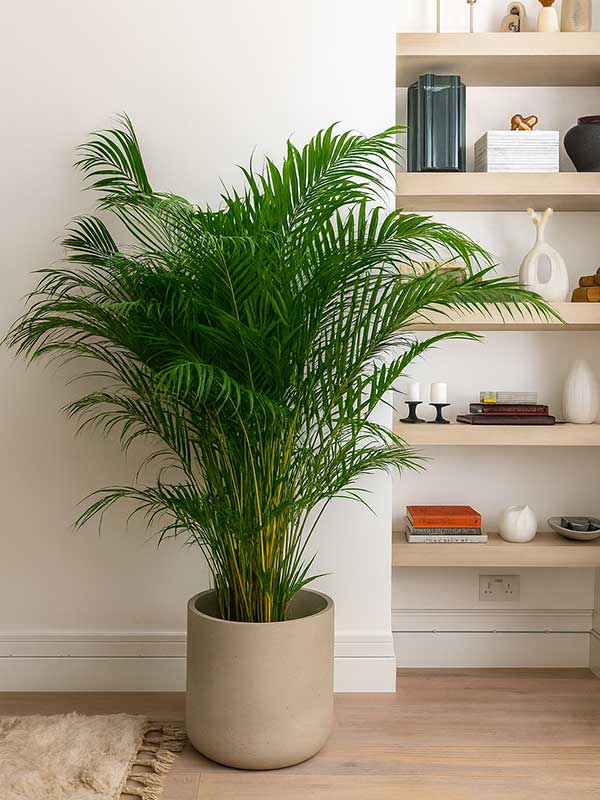 Areca Palm Plant