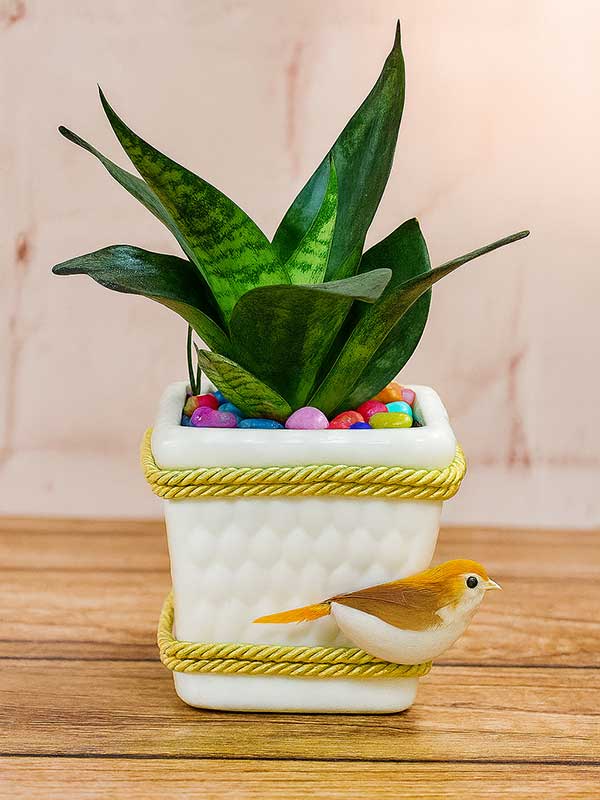 Green Sansevieria Plant