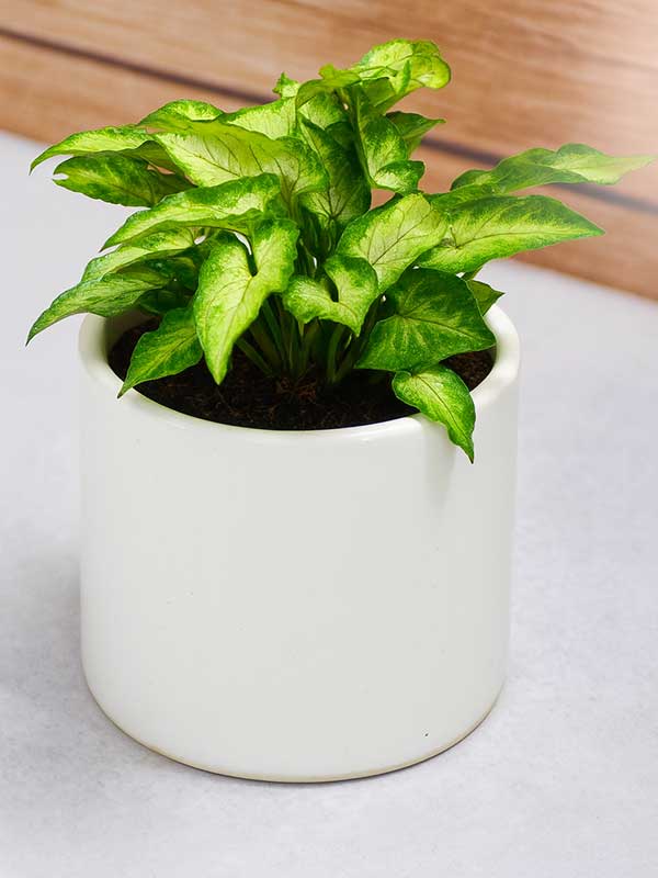 Minipixi Syngonium Plant