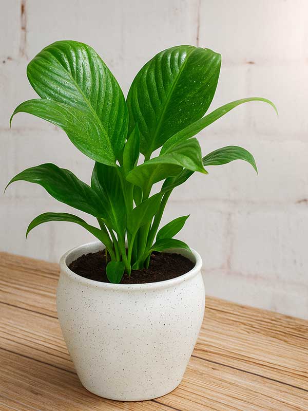 Peace Lily Plant